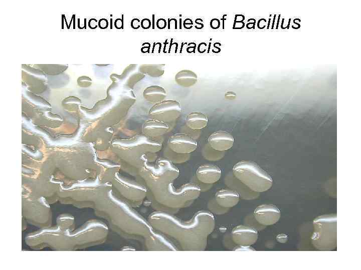 Mucoid colonies of Bacillus anthracis 