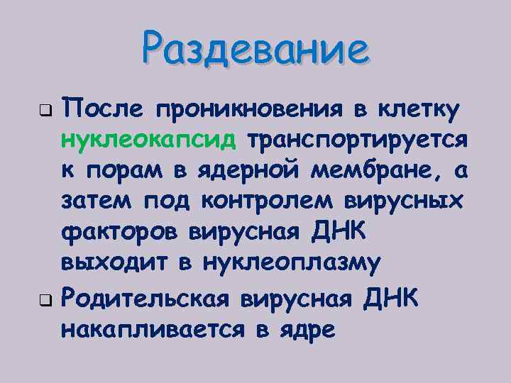 Раздевание q q После проникновения в клетку нуклеокапсид транспортируется к порам в ядерной мембране,