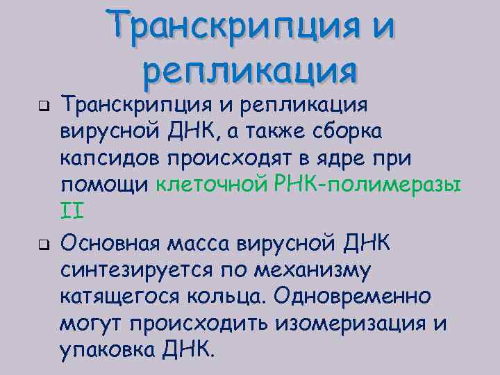 Транскрипция и репликация q q Транскрипция и репликация вирусной ДНК, а также сборка капсидов