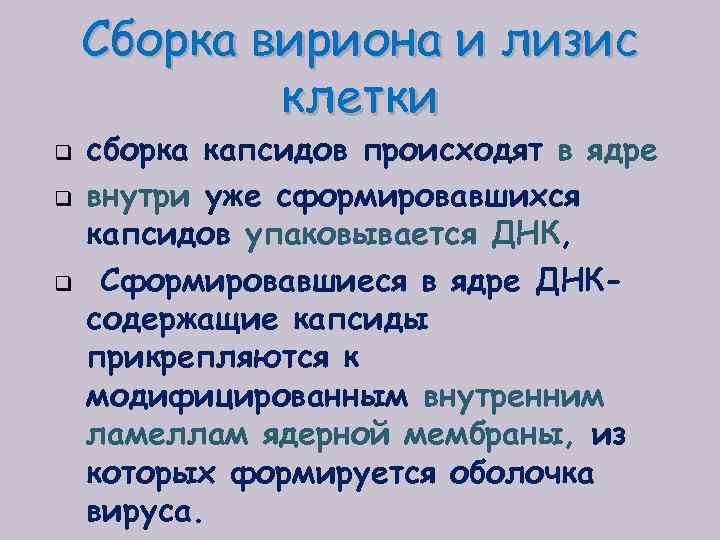 Сборка вириона и лизис клетки q q q сборка капсидов происходят в ядре внутри