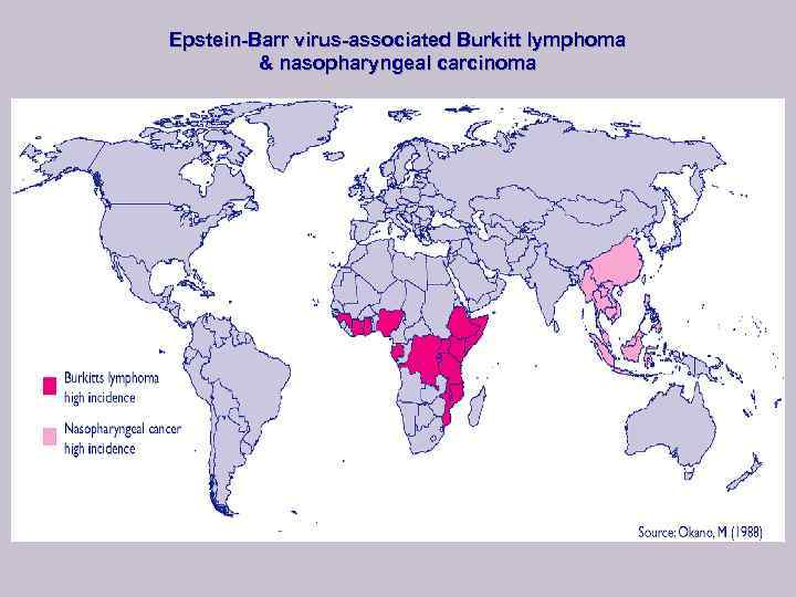 Epstein-Barr virus-associated Burkitt lymphoma & nasopharyngeal carcinoma 