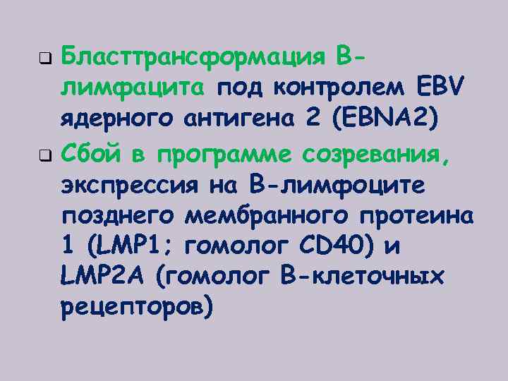 q q Бласттрансформация Влимфацита под контролем EBV ядерного антигена 2 (EBNA 2) Сбой в