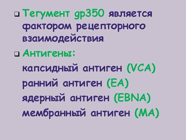 Тегумент gp 350 является фактором рецепторного взаимодействия q Антигены: капсидный антиген (VCA) ранний антиген