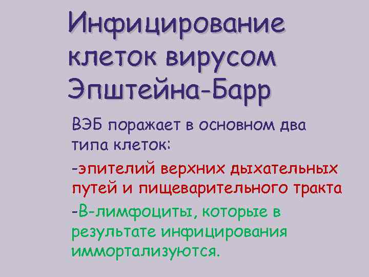 Инфицирование клеток вирусом Эпштейна-Барр ВЭБ поражает в основном два типа клеток: -эпителий верхних дыхательных