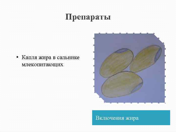 Препараты • Капля жира в сальнике млекопитающих Включения жира 