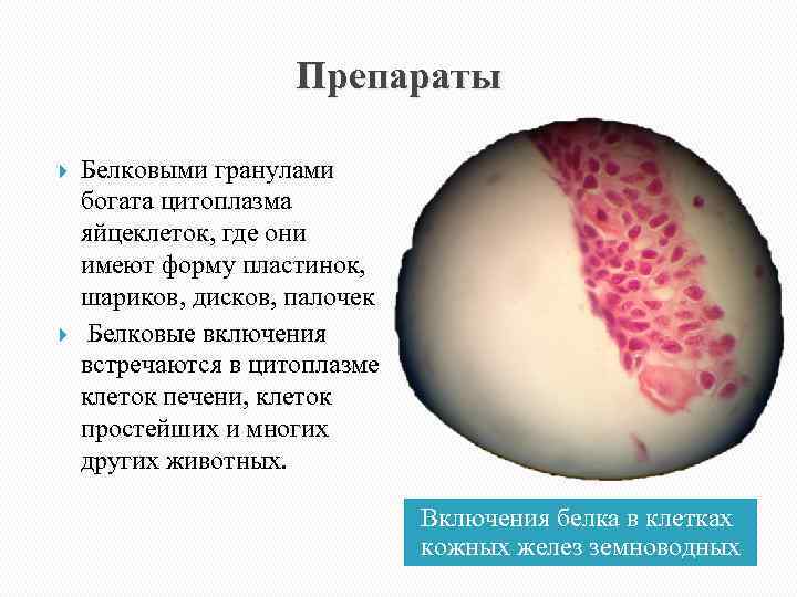 Препараты Белковыми гранулами богата цитоплазма яйцеклеток, где они имеют форму пластинок, шариков, дисков, палочек