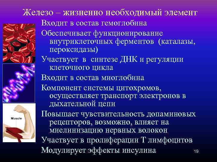 Железо – жизненно необходимый элемент Входит в состав гемоглобина Обеспечивает функционирование внутриклеточных ферментов (каталазы,