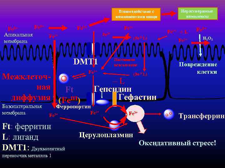 Взаимодействие с компонентами пищи Fe Fe 2+ Апикальная мембрана 2+ Fe 2+ DMT 1