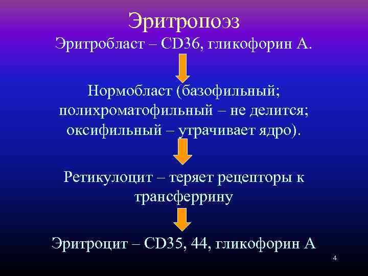 Эритропоэз Эритробласт – CD 36, гликофорин А. Нормобласт (базофильный; полихроматофильный – не делится; оксифильный