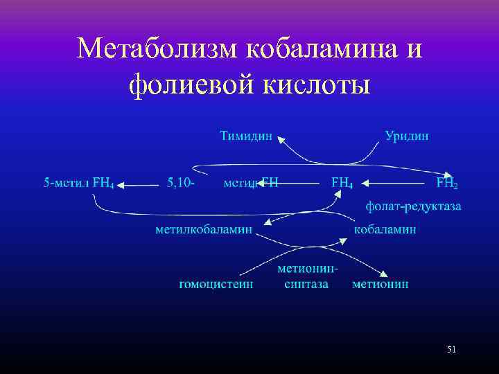 Метаболизм кобаламина и фолиевой кислоты 51 