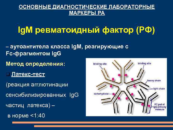 ОСНОВНЫЕ ДИАГНОСТИЧЕСКИЕ ЛАБОРАТОРНЫЕ МАРКЕРЫ РА Ig. M ревматоидный фактор (РФ) – аутоантитела класса Ig.