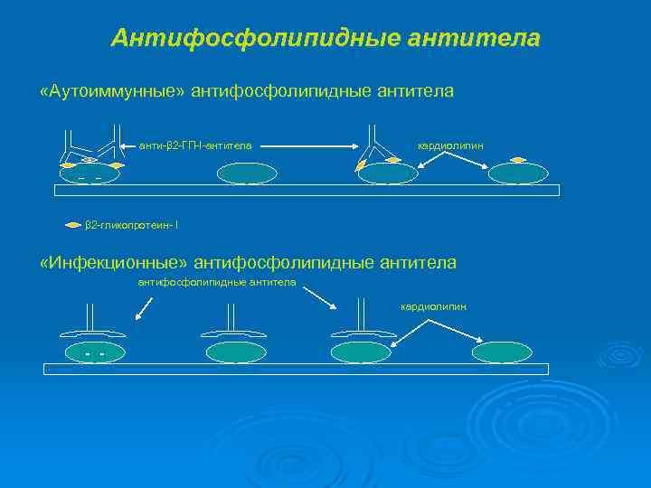 Антифосфолипидные антитела «Аутоиммунные» антифосфолипидные антитела анти-β 2 -ГП-II-антитела кардиолипин анти-β 2 -ГП+ _ _