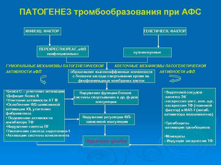 ПАТОГЕНЕЗ тромбообразования при АФС ИНФЕКЦ. ФАКТОР ГЕНЕТИЧЕСК. ФАКТОР ПЕРЕКРЕСТНОРЕАГ. а. ФЛ «инфекционные» ГУМОРАЛЬНЫЕ МЕХАНИЗМЫ