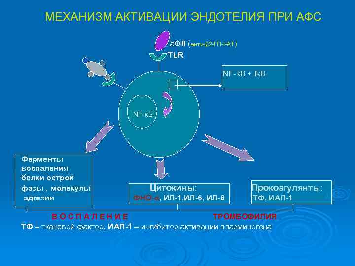 МЕХАНИЗМ АКТИВАЦИИ ЭНДОТЕЛИЯ ПРИ АФС а. ФЛ ( анти-β 2 -ГП-I-АТ) анти-β 2 -ГП-I