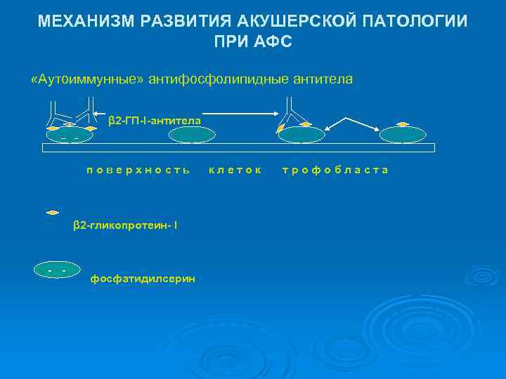 МЕХАНИЗМ РАЗВИТИЯ АКУШЕРСКОЙ ПАТОЛОГИИ ПРИ АФС «Аутоиммунные» антифосфолипидные антитела β 2 -ГП-I-антитела + _