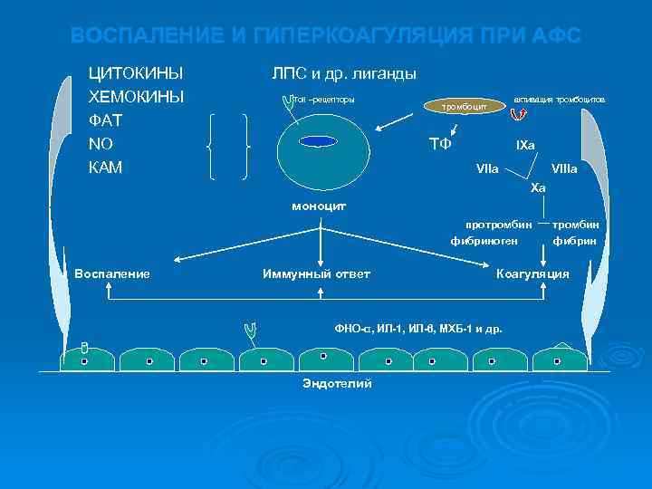 ВОСПАЛЕНИЕ И ГИПЕРКОАГУЛЯЦИЯ ПРИ АФС ЦИТОКИНЫ ЛПС и др. лиганды ХЕМОКИНЫ Toll –рецепторы активация