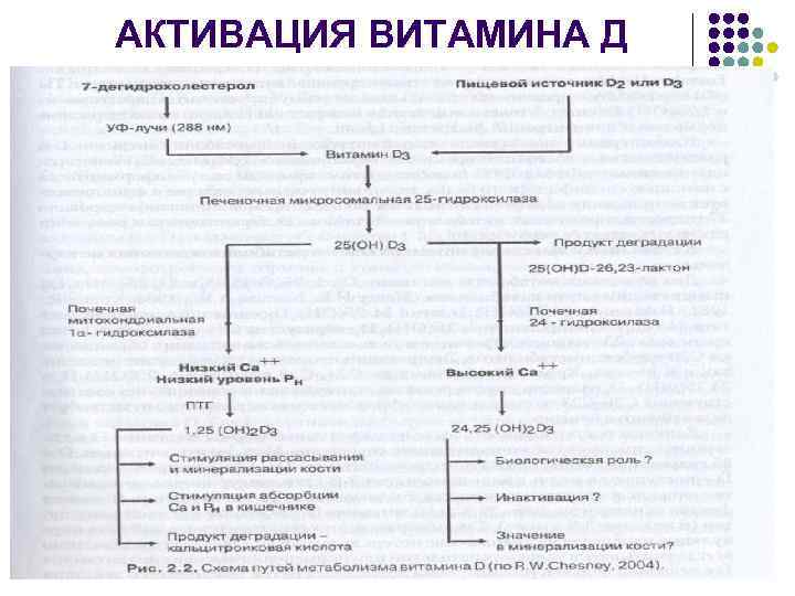 Механизм развития рахита схема