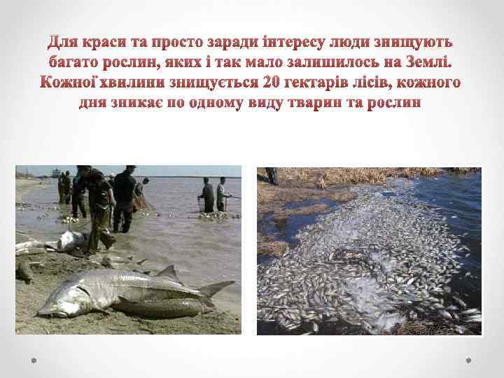 Для краси та просто заради інтересу люди знищують багато рослин, яких і так мало