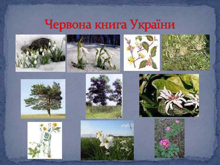 Червона книга України 