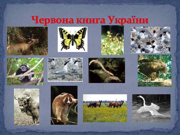 Червона книга України 