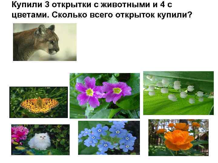Купили 3 открытки с животными и 4 с цветами. Сколько всего открыток купили? 