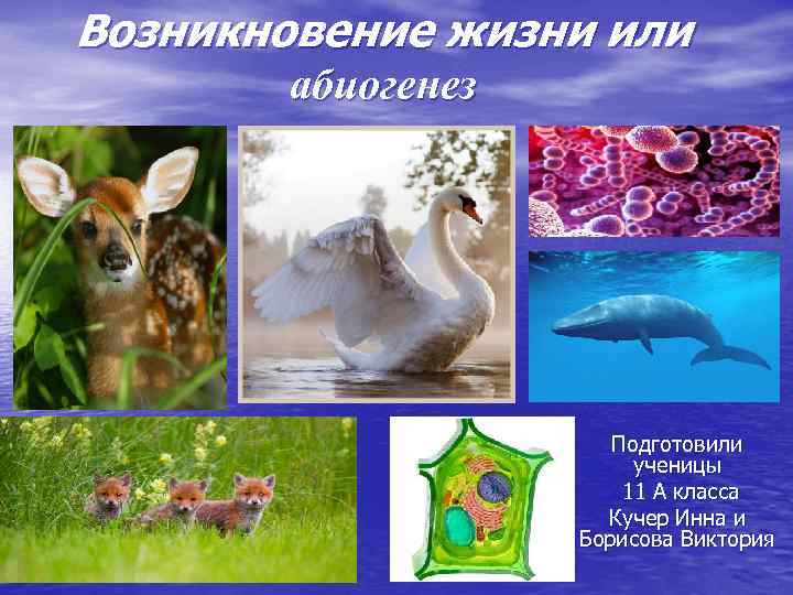 Возникновение жизни или абиогенез Подготовили ученицы 11 А класса Кучер Инна и Борисова Виктория