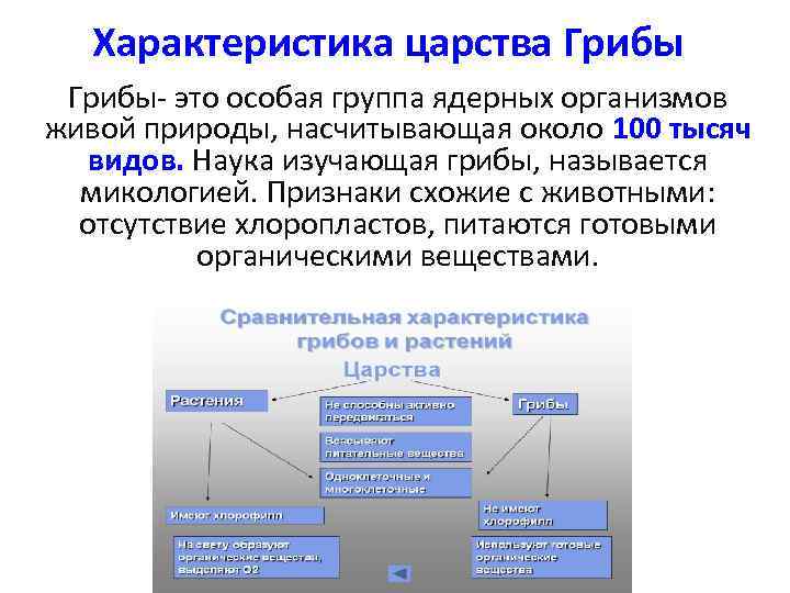 Характеристика царства Грибы- это особая группа ядерных организмов живой природы, насчитывающая около 100 тысяч