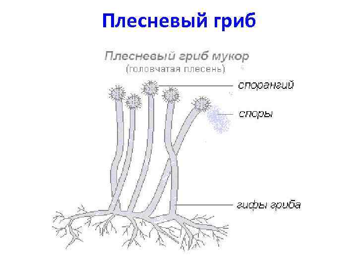 Плесневые грибы презентация 7 класс