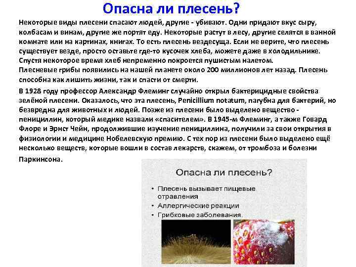 Опасна ли плесень? Некоторые виды плесени спасают людей, другие - убивают. Одни придают вкус