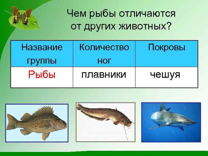 Чем рыбы отличаются от других животных? Название группы Количество ног Покровы Рыбы плавники чешуя