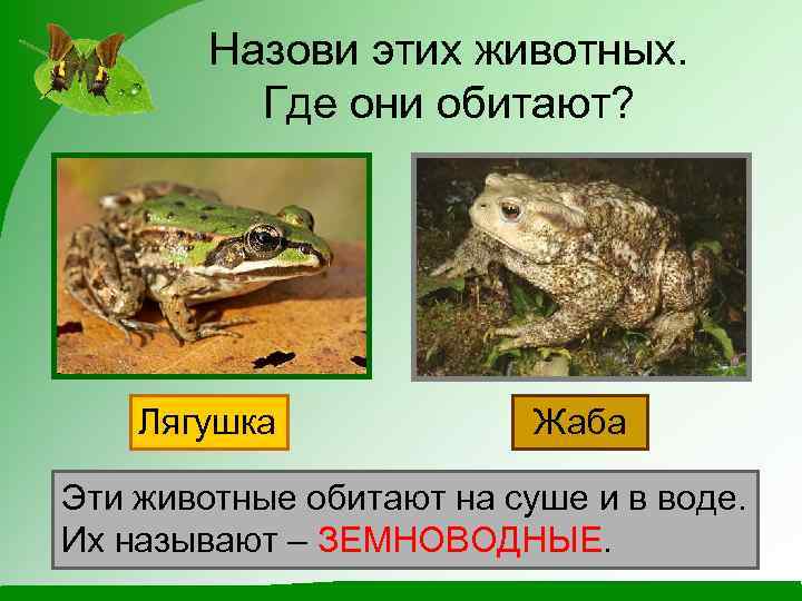 Назови этих животных. Где они обитают? Лягушка Жаба Эти животные обитают на суше и