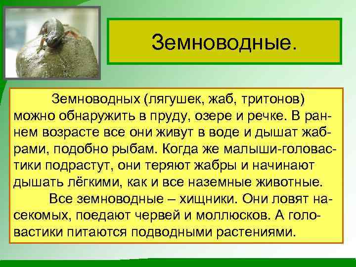 Земноводные. Земноводных (лягушек, жаб, тритонов) можно обнаружить в пруду, озере и речке. В раннем