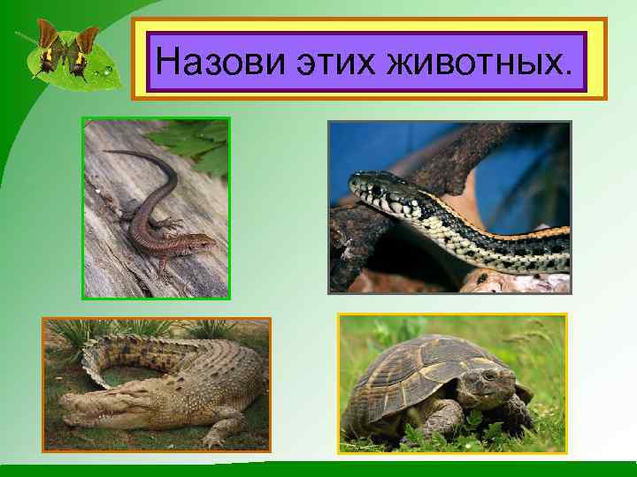 Это пресмыкающиеся. Назови этих животных. 