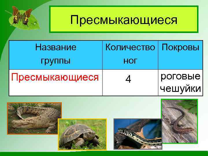 Пресмыкающиеся Название группы Пресмыкающиеся Количество Покровы ног 4 роговые чешуйки 