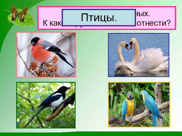 Назови этих животных. Птицы. К какой группе их можно отнести? 