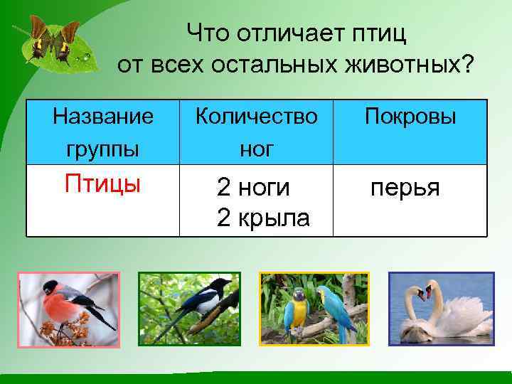 Что отличает птиц от всех остальных животных? Название группы Птицы Количество ног 2 ноги