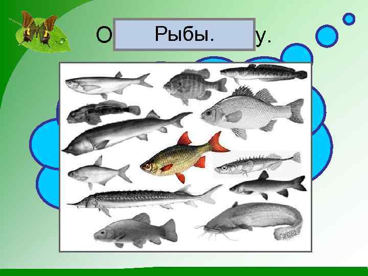 Рыбы. Отгадай загадку. Плавают под мостиком И виляют хвостиком. По земле не ходят, Рот