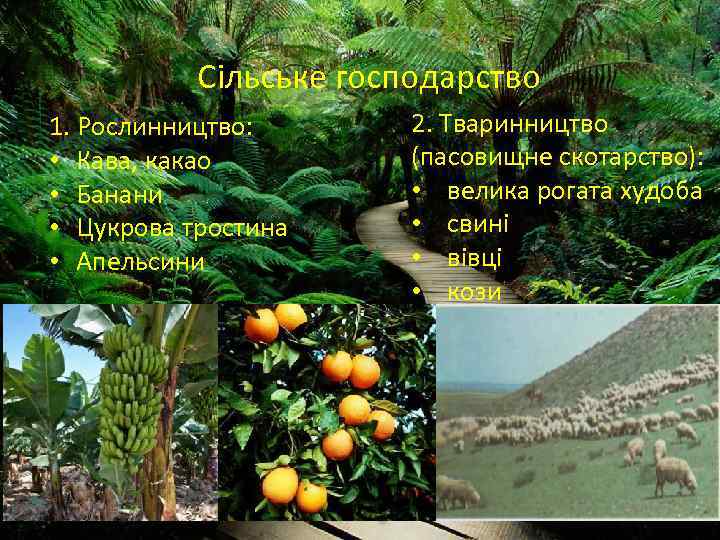 Сільське господарство 1. Рослинництво: • Кава, какао • Банани • Цукрова тростина • Апельсини