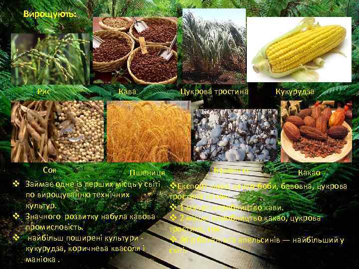 Вирощують: Рис Соя Кава Пшениця v Займає одне із перших місць у світі по
