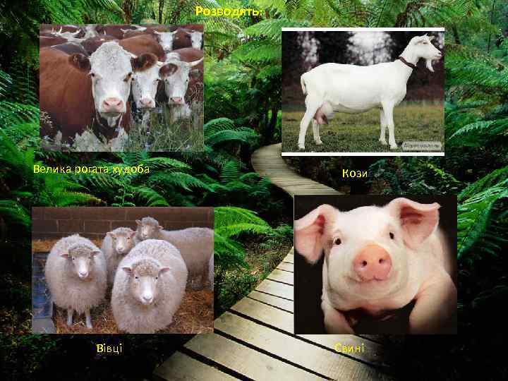 Розводять: Велика рогата худоба Вівці Кози Свині 