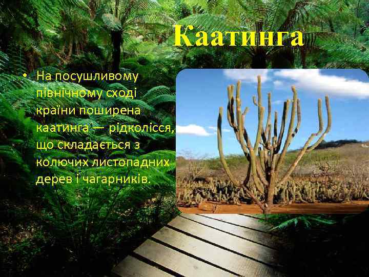 Каатинга • На посушливому північному сході країни поширена каатинга — рідколісся, що складається з