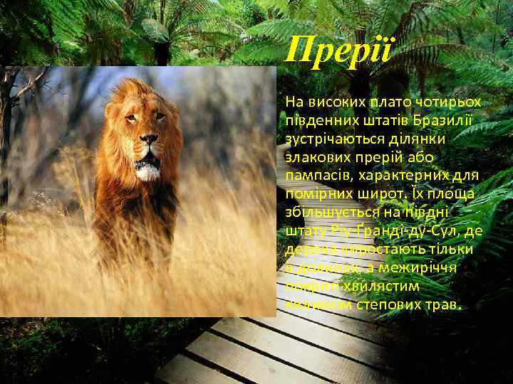 Прерії • На високих плато чотирьох південних штатів Бразилії зустрічаються ділянки злакових прерій або