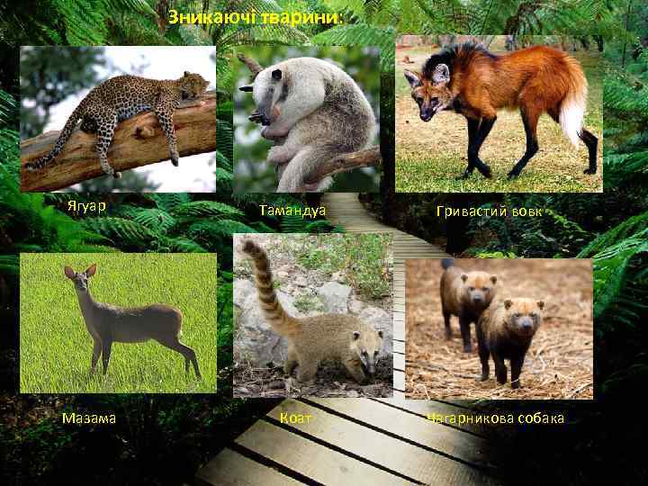 Зникаючі тварини: Ягуар Тамандуа Мазама Коат Гривастий вовк Чагарникова собака 