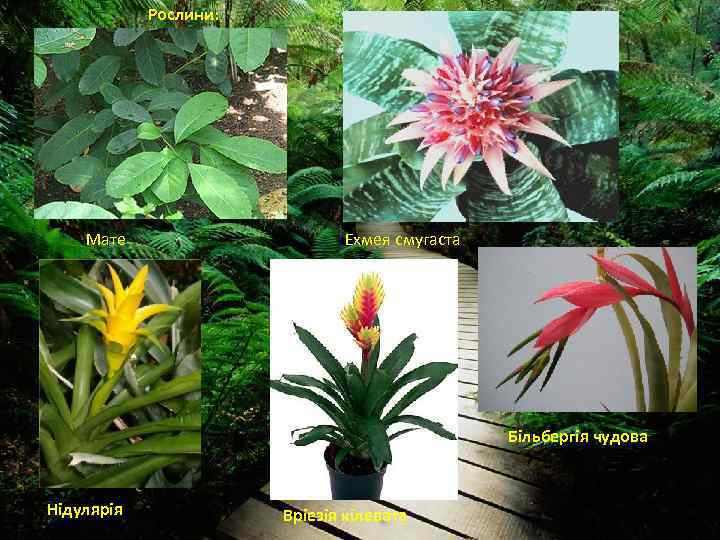 Рослини: Мате Ехмея смугаста Більбергія чудова Нідулярія Вріезія кілевата 