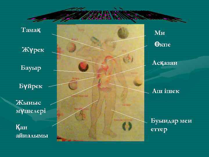 Тамақ Жүрек Бауыр Бүйрек Ми Өкпе Асқазан Аш ішек Жыныс мүшелері Қан айналымы Буындар