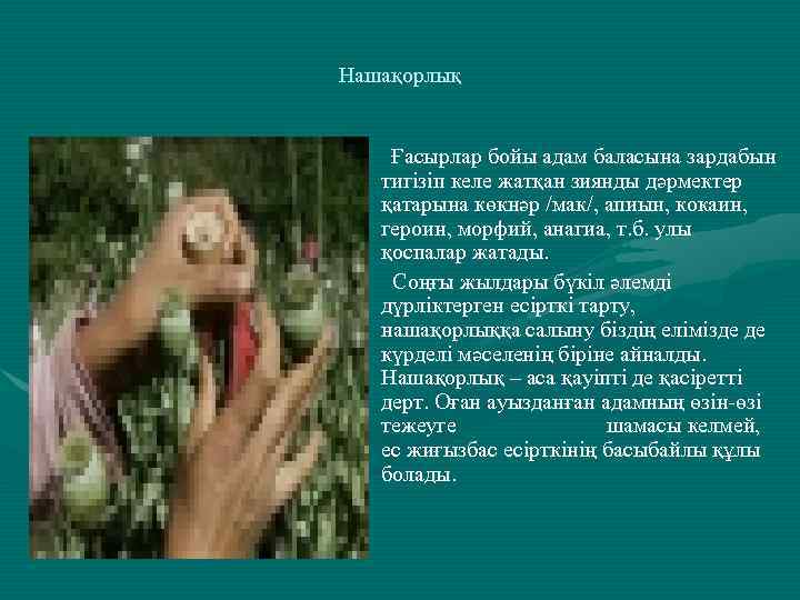 Нашақорлық • Ғасырлар бойы адам баласына зардабын тигізіп келе жатқан зиянды дәрмектер қатарына көкнәр