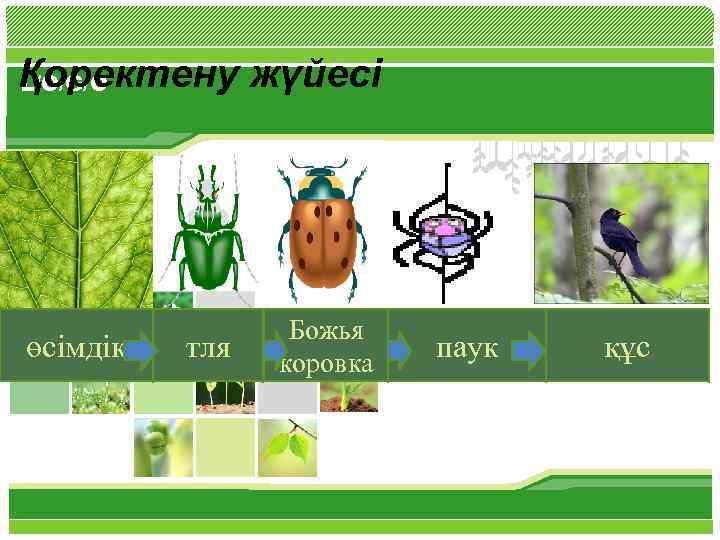 Қоректену жүйесі L/O/G/O өсімдік тля Божья коровка паук құс 