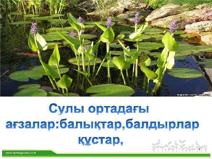 Сулы ортадағы Биоценоз www. themegallery. com 7 