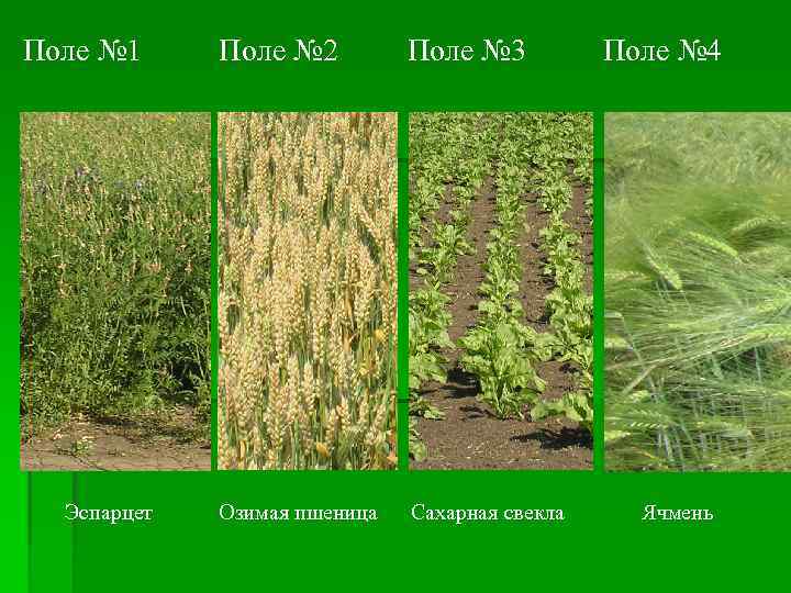 Поле № 1 Эспарцет Поле № 2 Поле № 3 Озимая пшеница Сахарная свекла