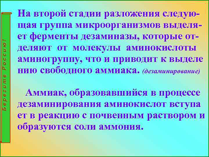 Берегите Россию! На второй стадии разложения следующая группа микроорганизмов выделяет ферменты дезаминазы, которые отделяют